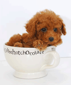 teacup1.gif